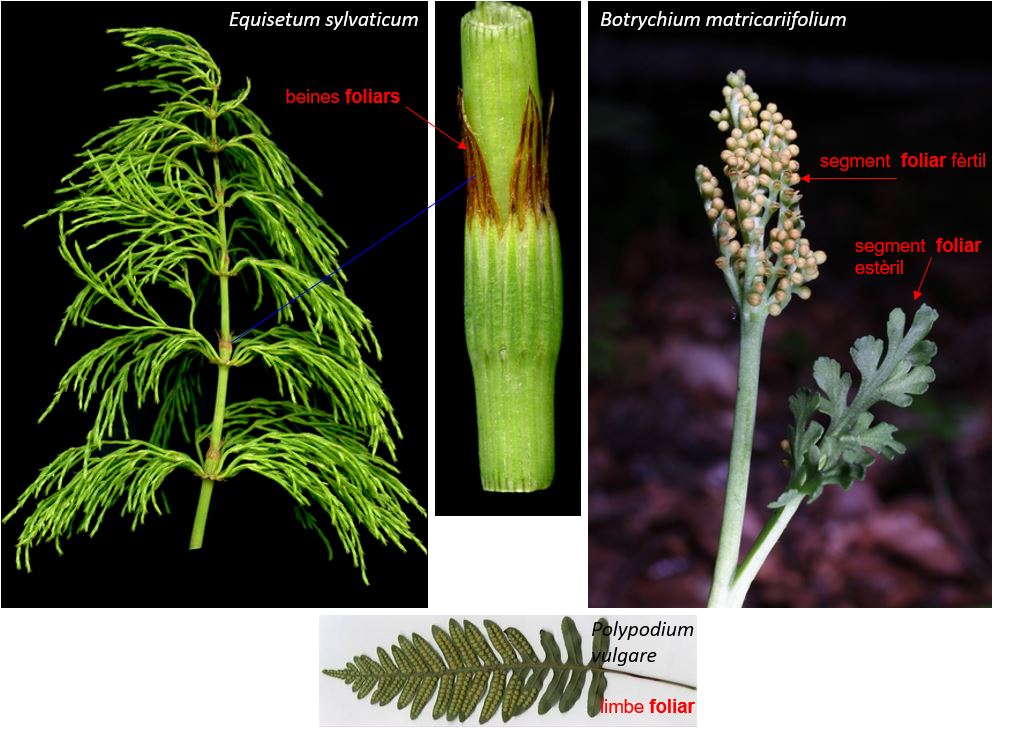 ImgFoliar