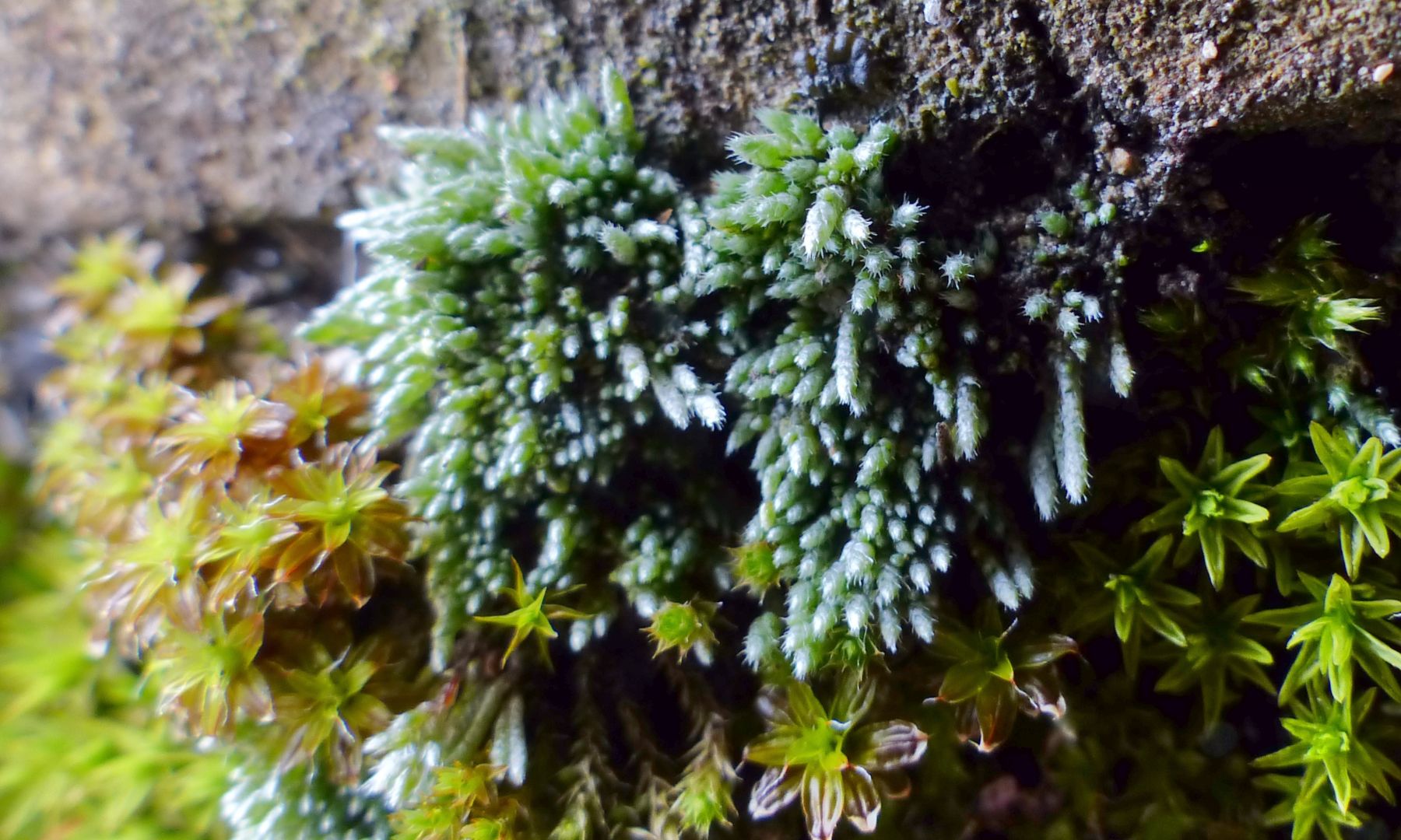 BG2019.001.011.Bryum argenteum.jpg