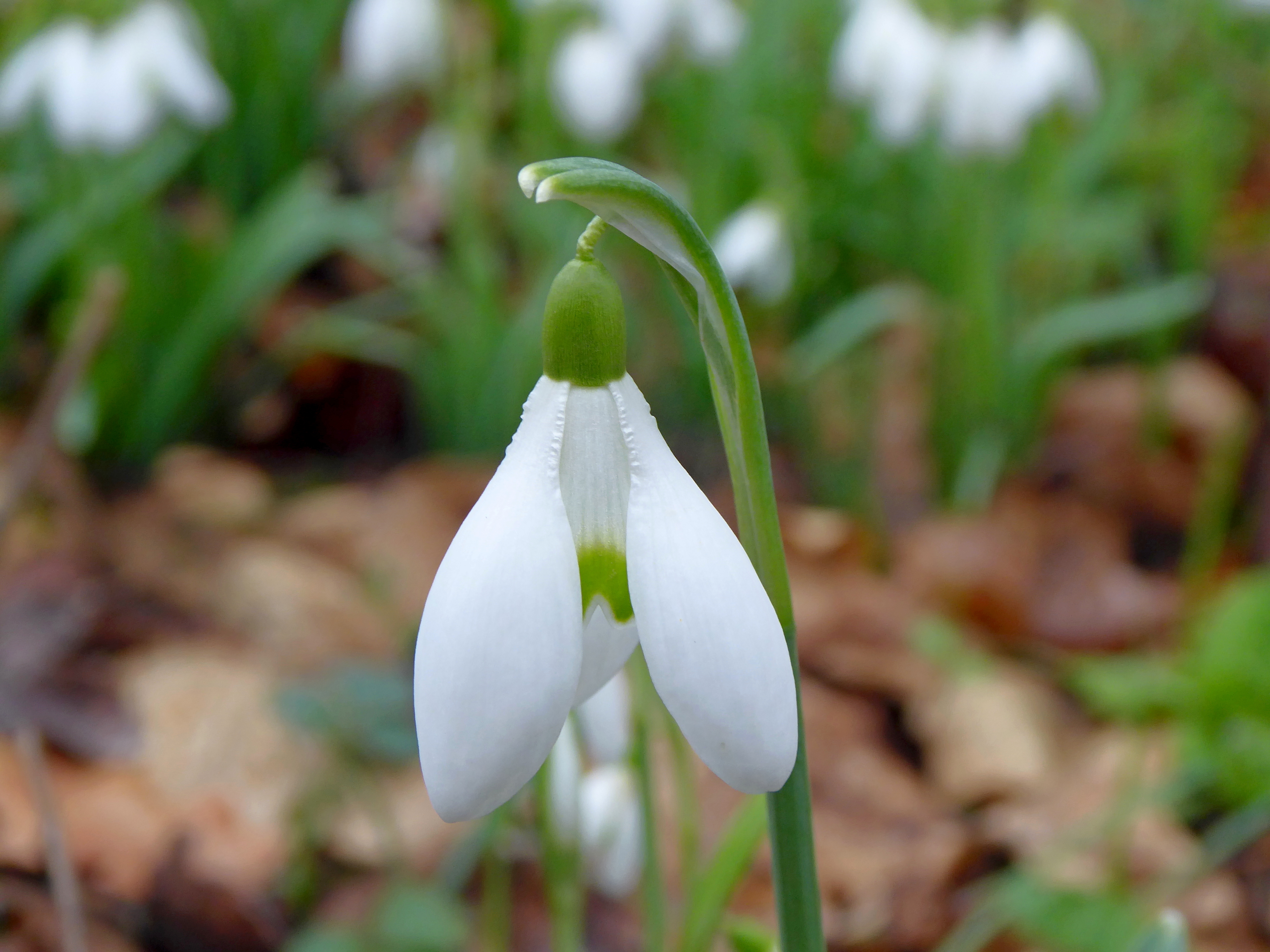 IMG-MO-00018.-Galanthus nivalis CPF (_)