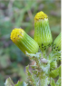 Senecio vulgaris