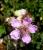 IMG-MO00079.-Rubus ulmifolius JAP_.jpg