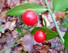 IMG-MO00109.-Ruscus aculeatus JAP*