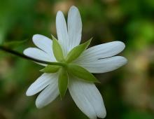 IMG-MO00135.-Stellaria holostea JAP 