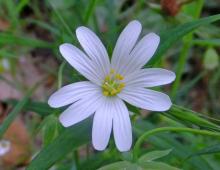 IMG-MO00137.-Stellaria holostea JAP