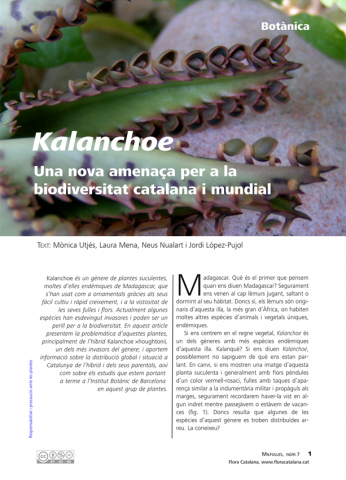 Botanica-kalanchoe.png