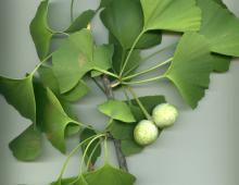 ginkgoaceae2.jpg