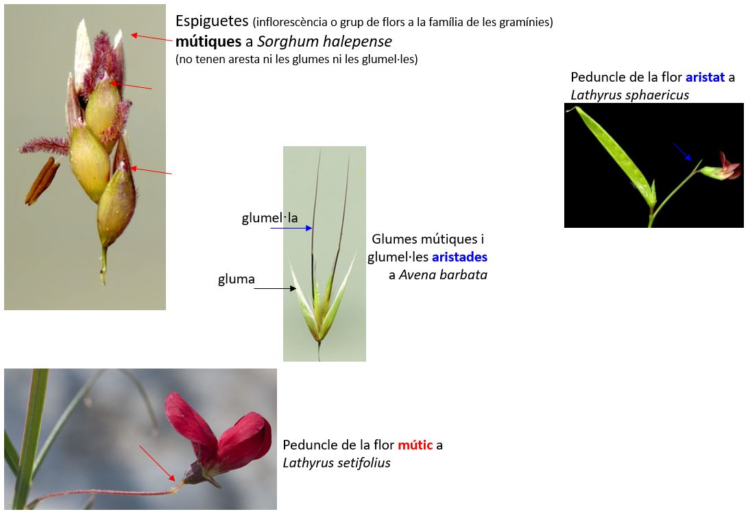 ImgMútic