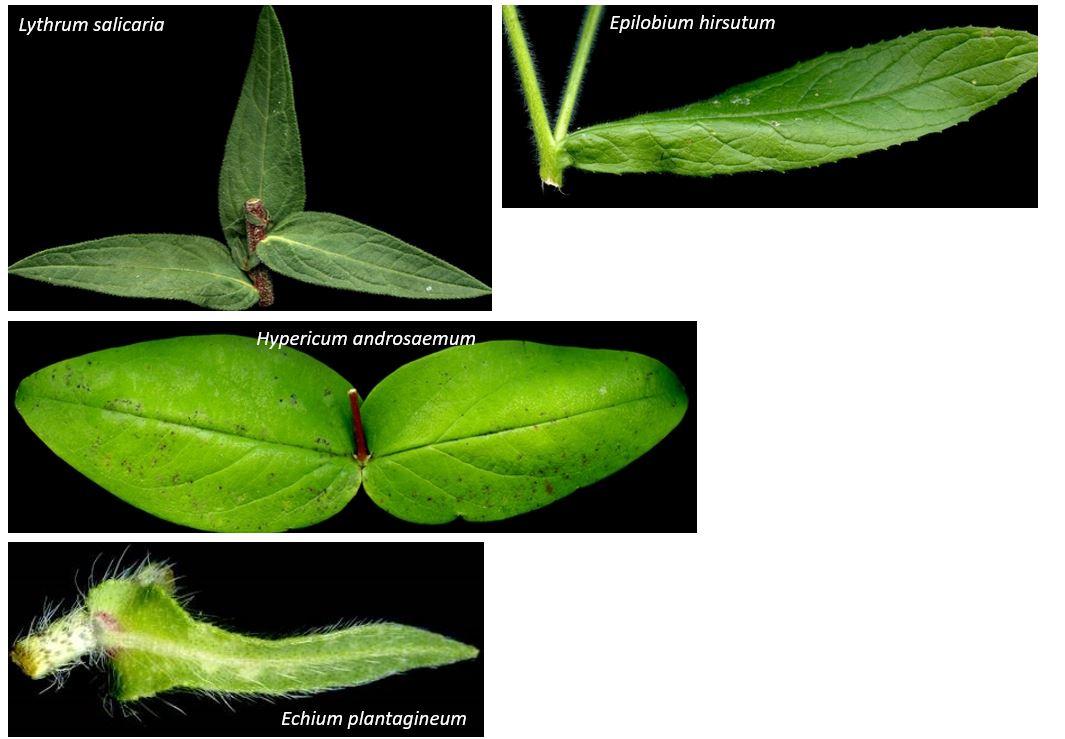 ImgSemiamplexicaule