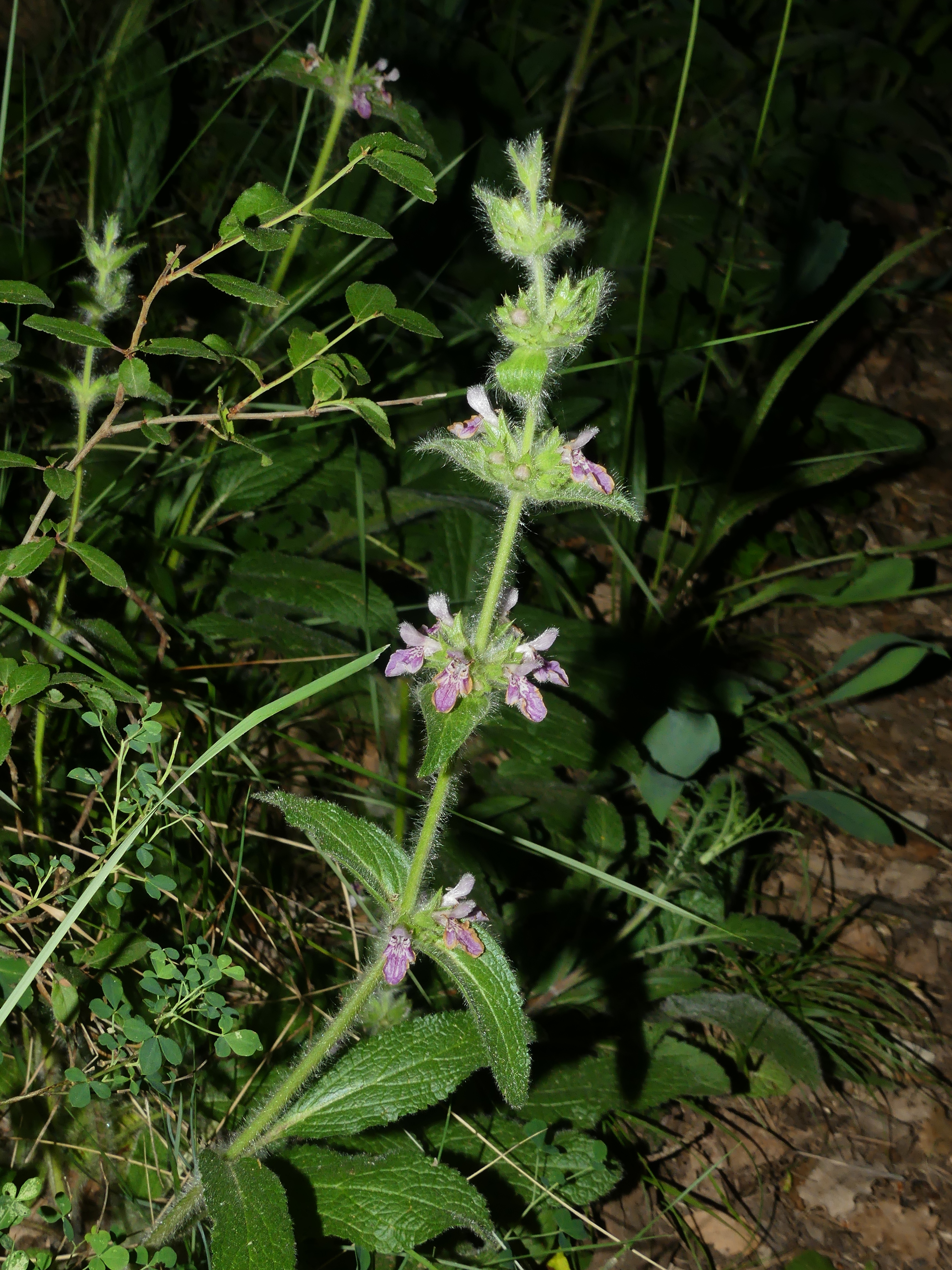 IMG-AS00008.-Stachys heraclea.jpg