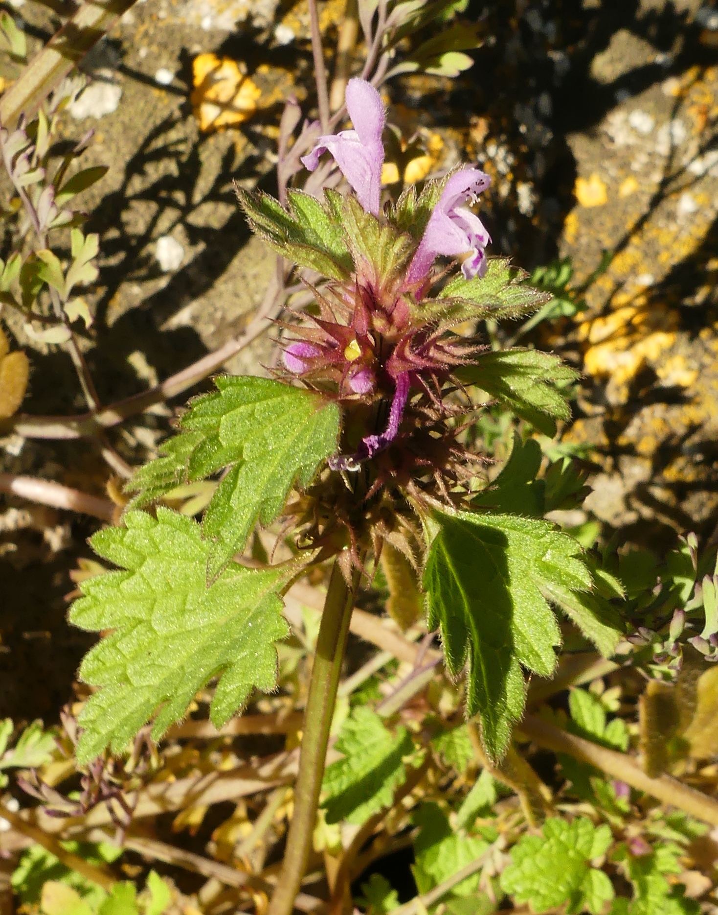 IMG-AS00019.-Lamium hybridum.jpg