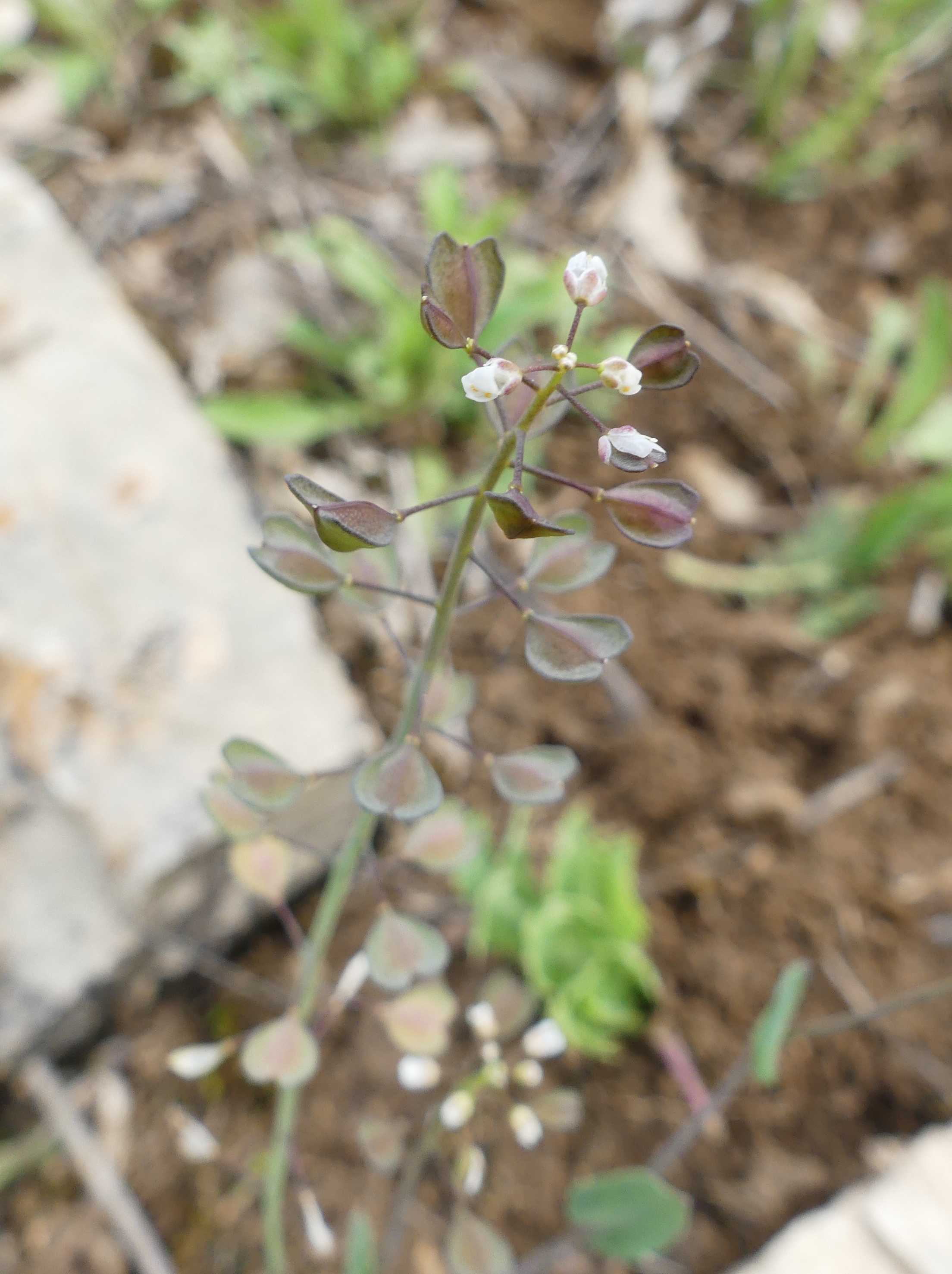 P1180797_Thlaspi_perfoliatum_perfoliatum__(Traspic_perfoliat)__Obaga_cementiri_Freixenet_de_Segarra.jpg