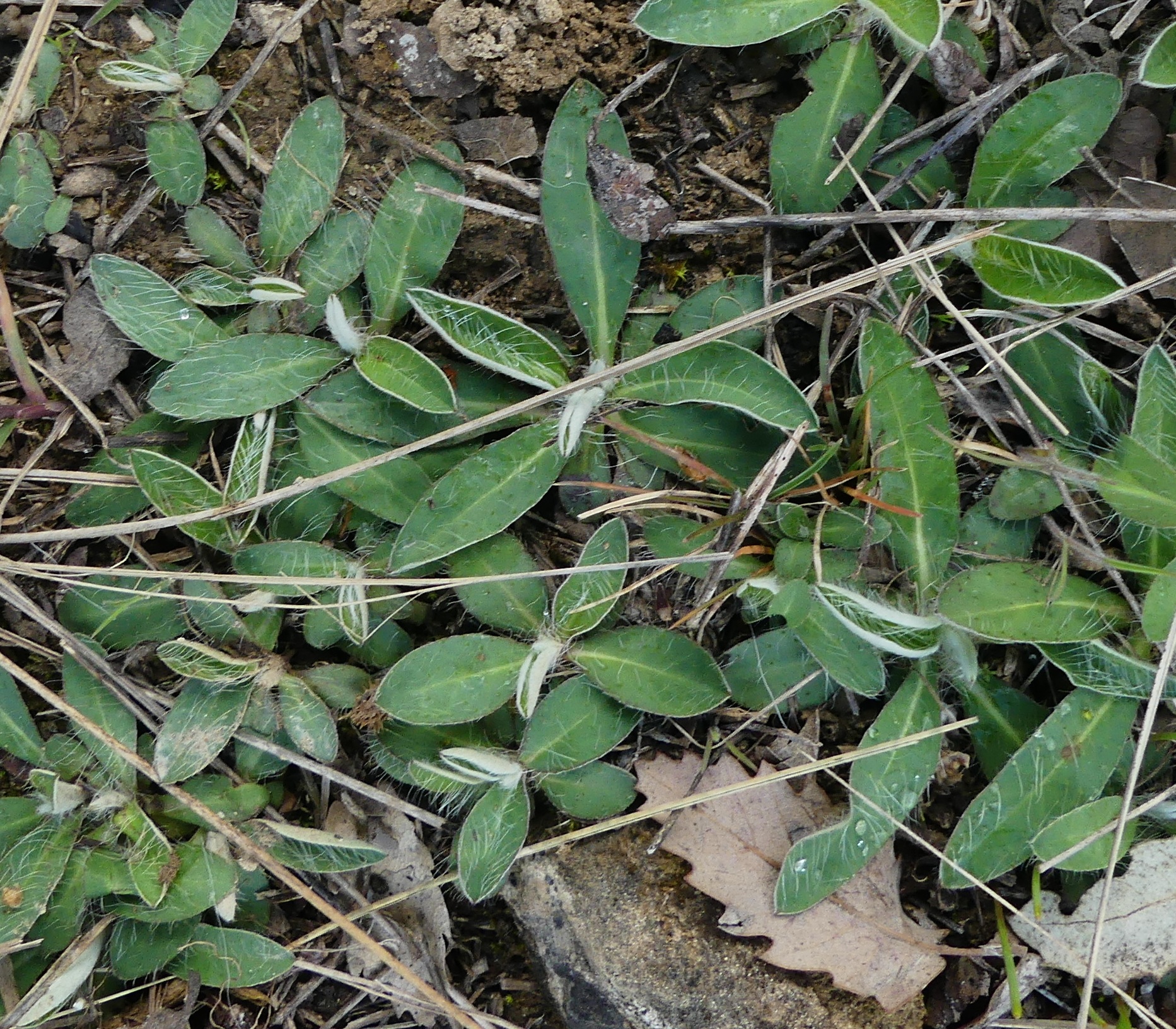 P1180809_retall_Hieracium_tardans__Obaga_Cementiri_Freixenet_de_Segarra.jpg