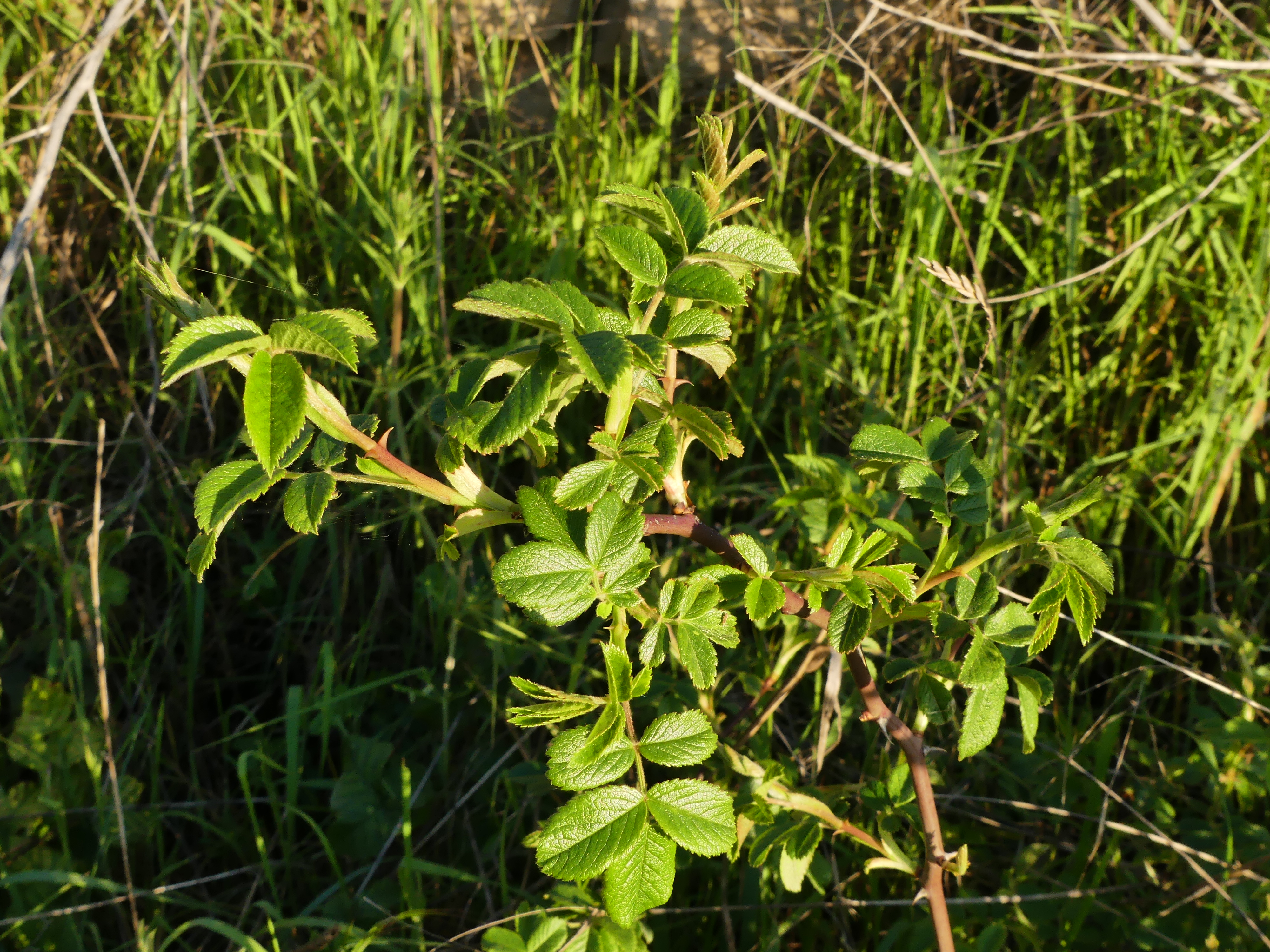 P1180911_Rosa_corymbiforme__cami_Font_de_la_Teuleria__Freixenet_de_Segarra.jpg