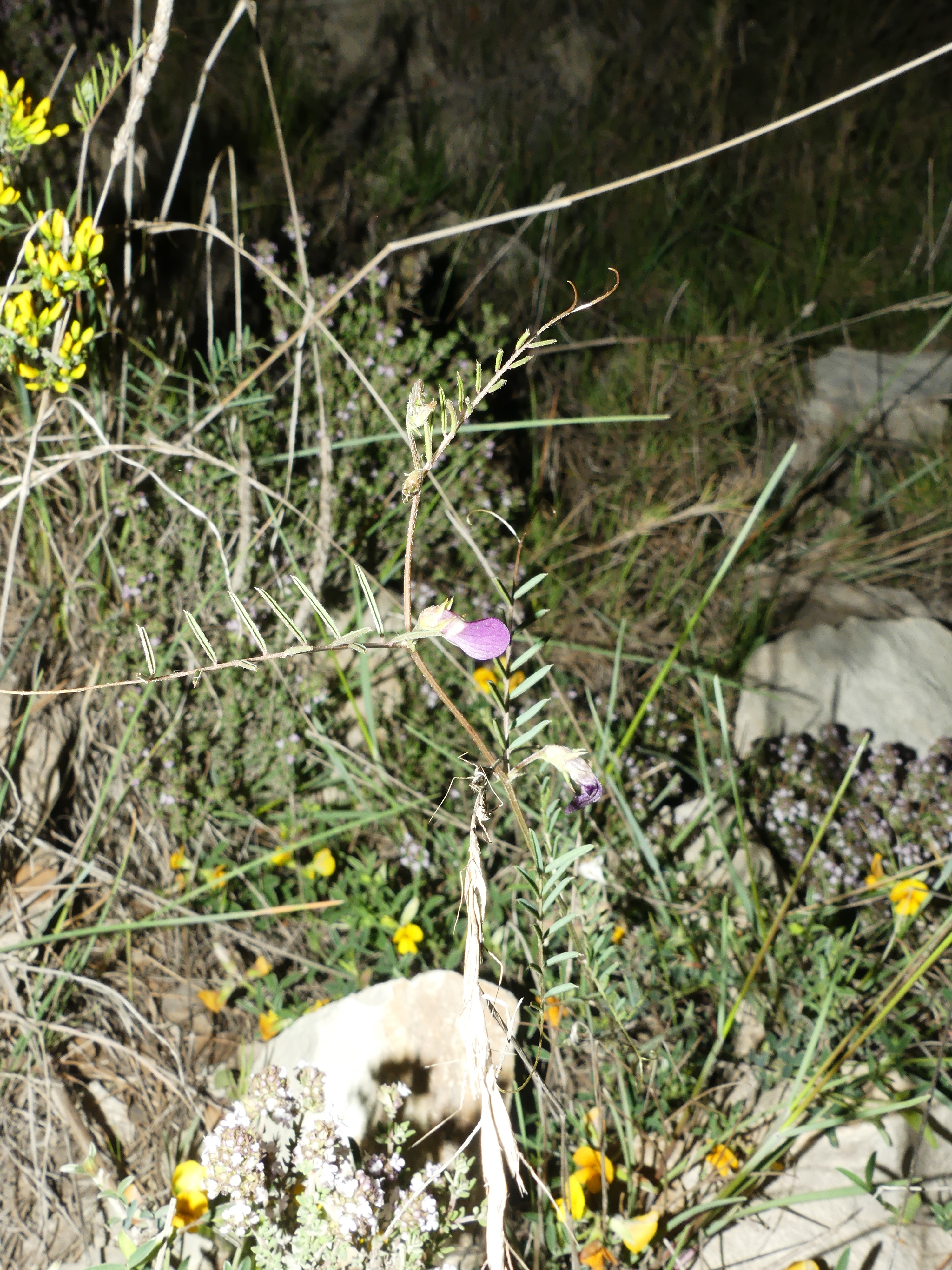 P1180971_Vicia_peregrina__Freixenet_de_Segarra.jpg