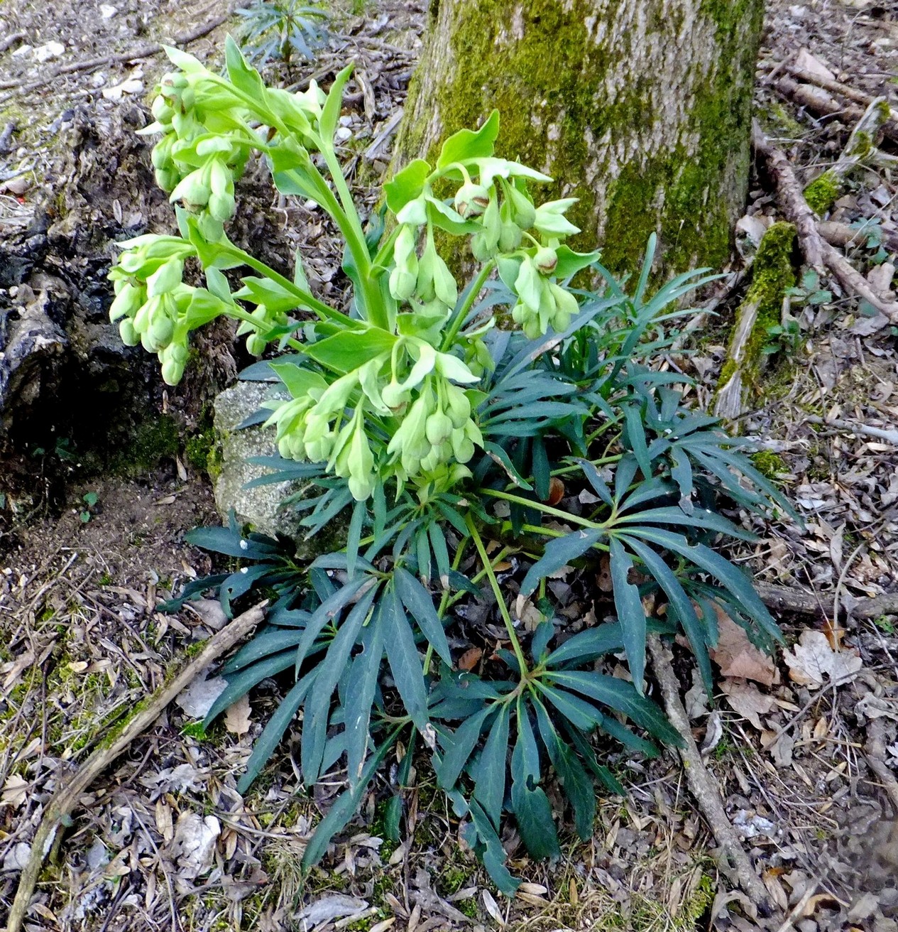 TAX-MO00113.-Helleborus foetidus JAP*