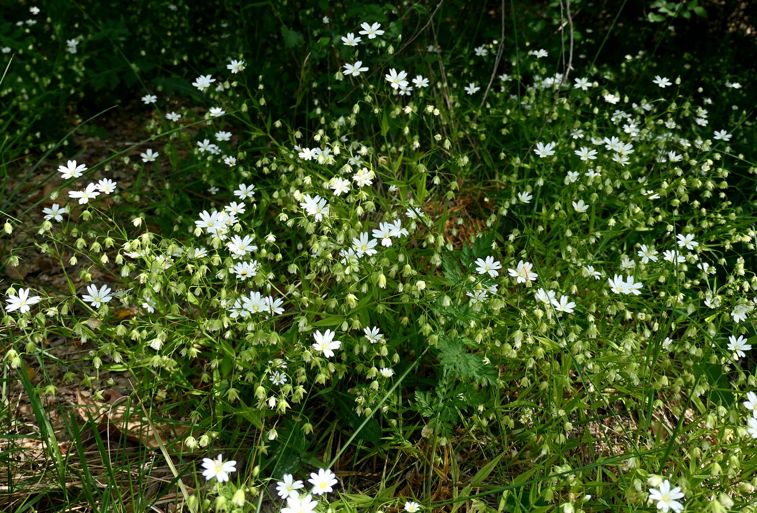 IMG-MO00134.-Stellaria holostea JAP 