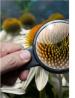  Angiospermes1-2025.R.jpg