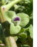 Malva arborea