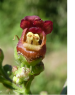 Scrophularia