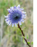 Globularia