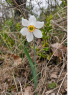 Narcisus