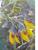 flors_ Anagyris foetida_portada.jpg