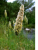 CursGraminesFC2025.png