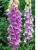 Digitalis_PurpureaR_0.jpg