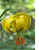 lilium