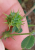Medicago