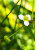 Flor