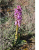 StaColoma