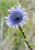 Globularia