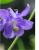 Aquilegia