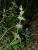 IMG-AS00008.-Stachys heraclea.jpg