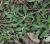 P1180809_retall_Hieracium_tardans__Obaga_Cementiri_Freixenet_de_Segarra.jpg