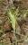 P1180814_Poa_bulbosa__Obaga_Cementiri_Freixenet_de_Segarra.jpg