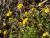 P1180895_Hippocrepis_scorpioides__cami_CalBasomba__Freixenet_de_Segarra.jpg