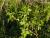 P1180911_Rosa_corymbiforme__cami_Font_de_la_Teuleria__Freixenet_de_Segarra.jpg