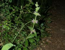 IMG-AS00007.-Stachys heraclea.jpg