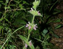 IMG-AS00008.-Stachys heraclea.jpg