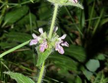 IMG-AS00009.-Stachys heraclea.jpg