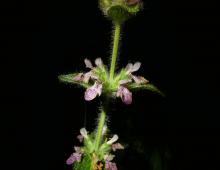 IMG-AS00010.-Stachys heraclea.jpg