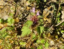 IMG-AS00018.-Lamium hybridum.jpg