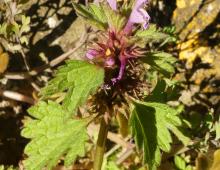 IMG-AS00019.-Lamium hybridum.jpg