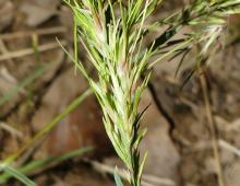 IMG-AS00020.-Poa bulbosa.jpg