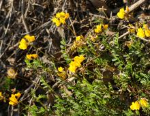 IMG-AS00021.-Hippocrepis comosa scorpioides.jpg