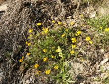 IMG-AS00022.-Hippocrepis comosa scorpioides.jpg