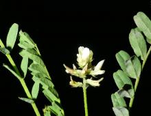 IMG-AS00028.-Astragalus hamosus.jpg