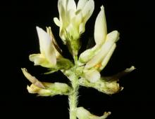 IMG-AS00029.-Astragalus hamosus.jpg